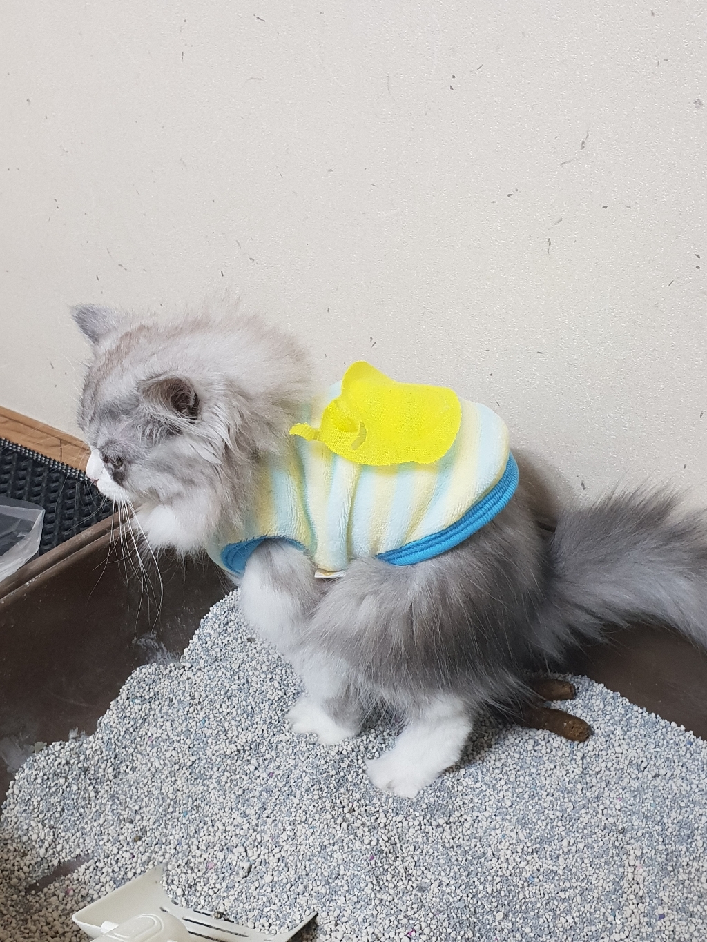 고마워모래야 응고형 고양이 모래 베이비파우더향