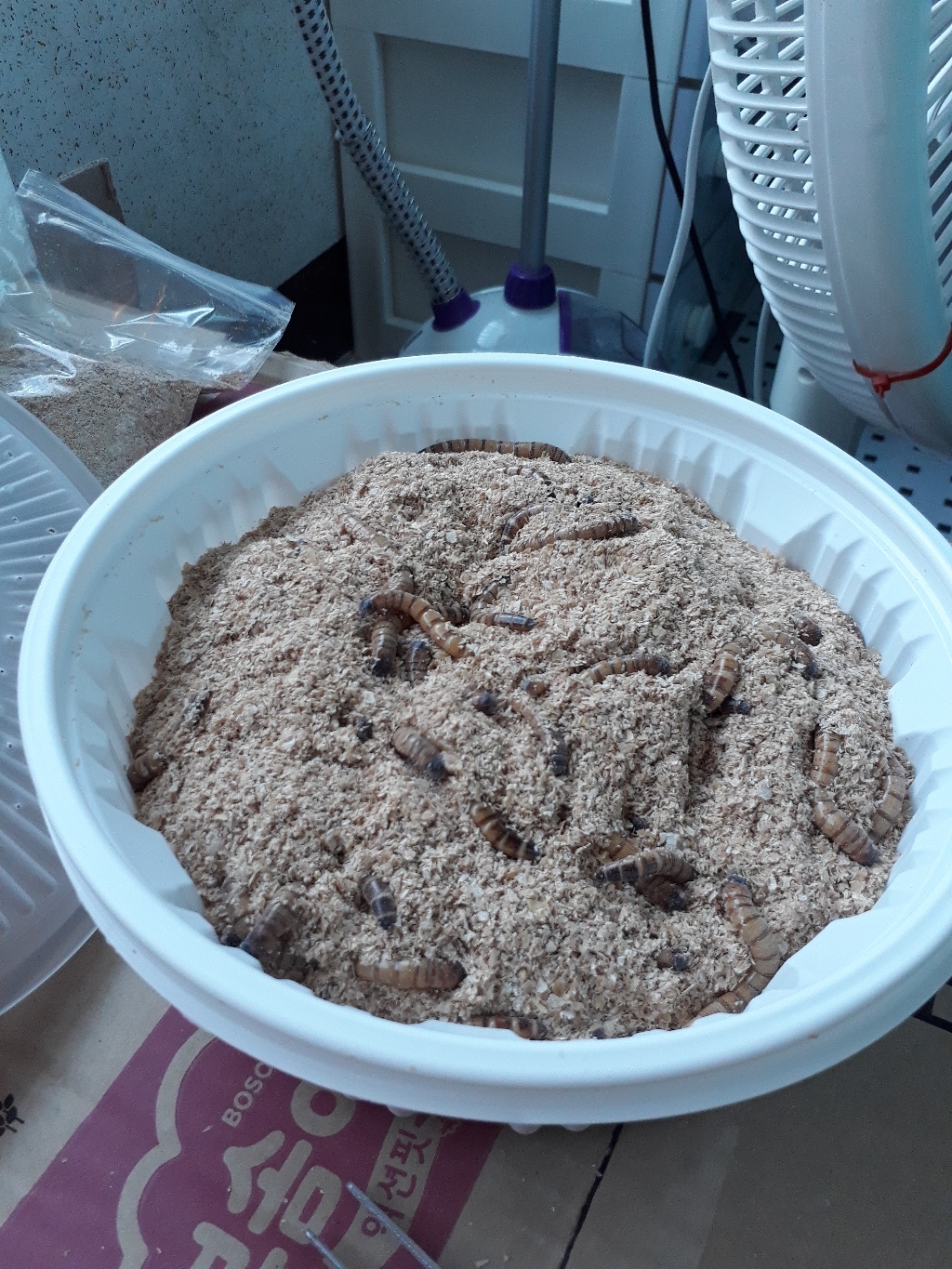밀웜나라 살아있는 슈퍼밀웜 슈밀