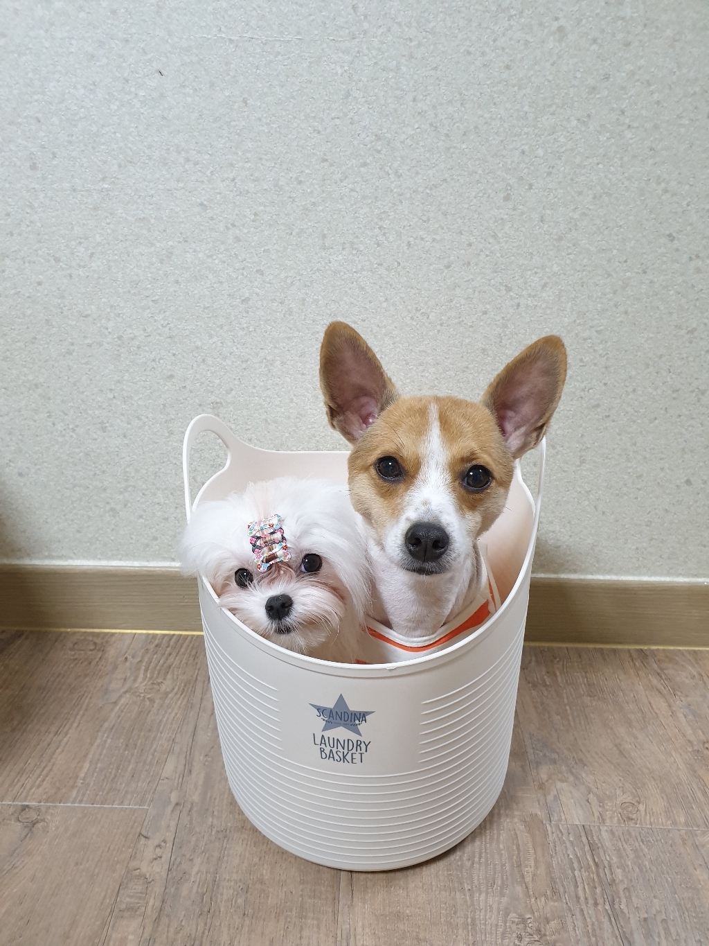 샤바스 스칸디나 세탁 바구니 막힘형 스타