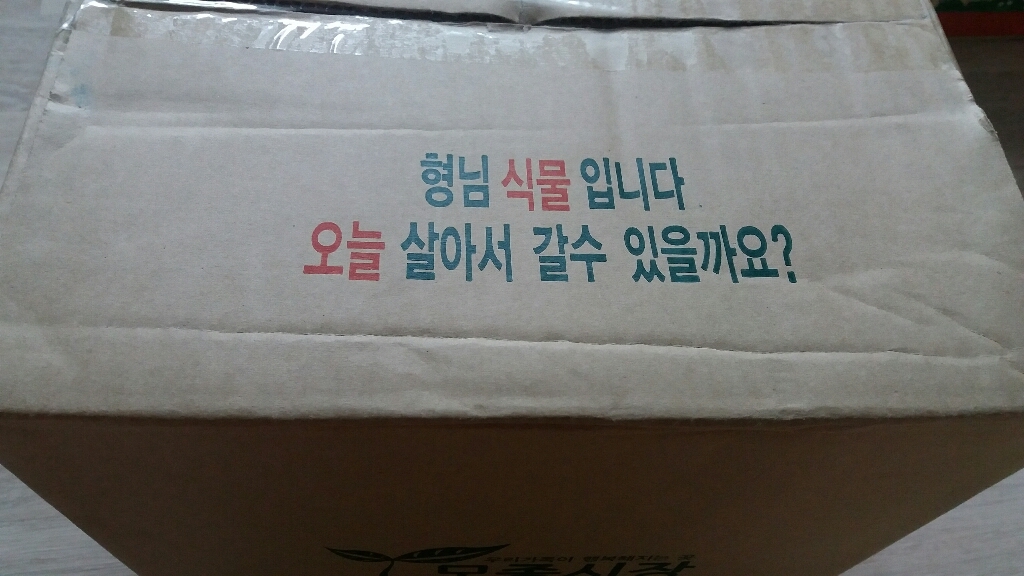 갑조네 플라스틱화분 12각화분