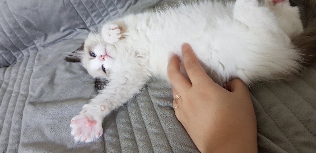 토마고 4in1 멀티 이발기 리뷰후기