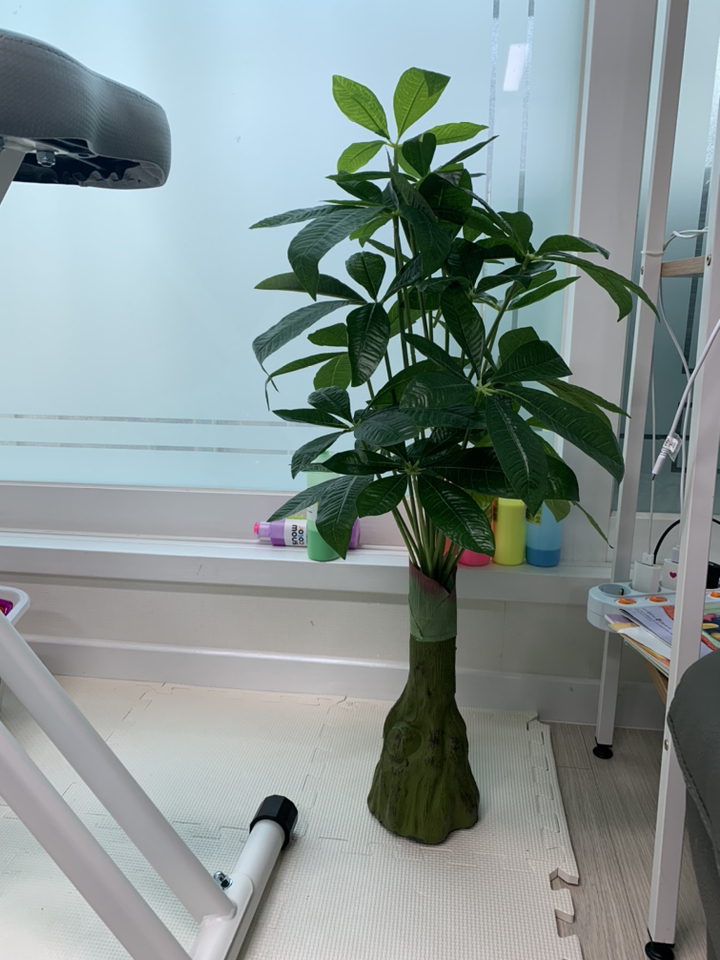 모리앤 파키라 조화나무 화분