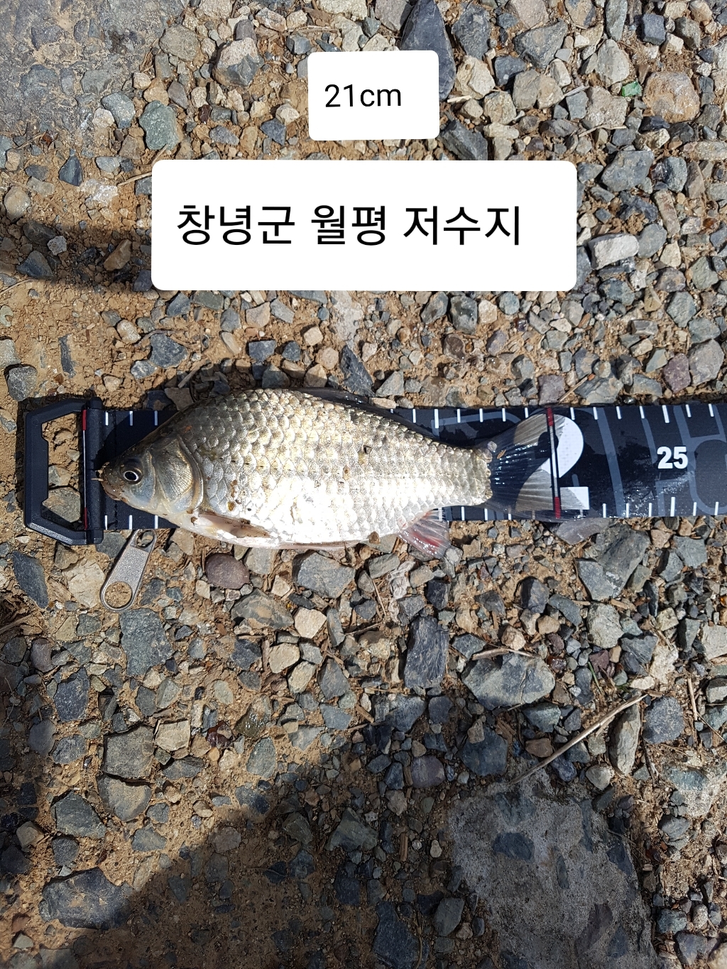 라팔라 RCD  줄자 RCDRR150