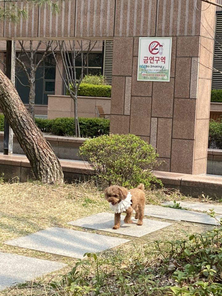 도그맘 반려견 가든 케이프 S