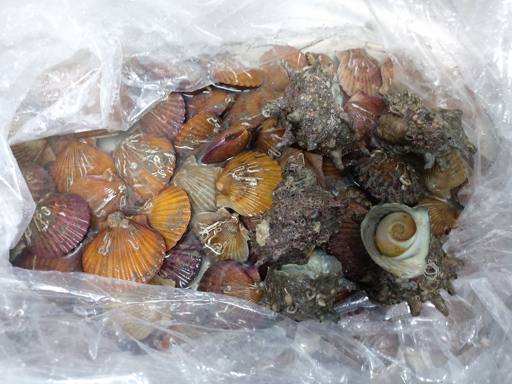 통영 왕바지락 외 제철해산물 고르기