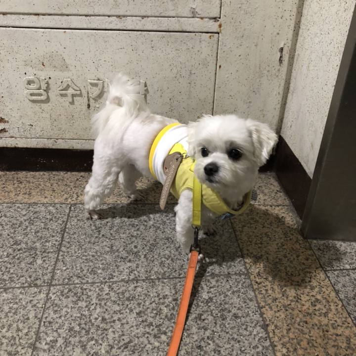 바이올독 과일 숏 나시 리뷰후기
