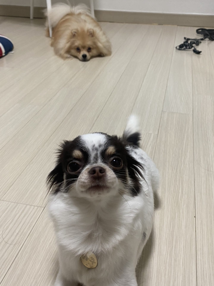 정관장 지니펫 홍삼함유 양고기 강아지 사료 리뷰후기