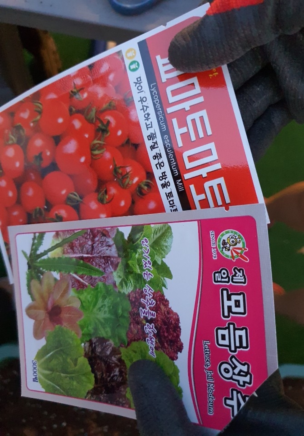화분월드 열매채소 씨앗