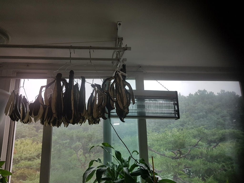 백산상회 가지 리뷰후기