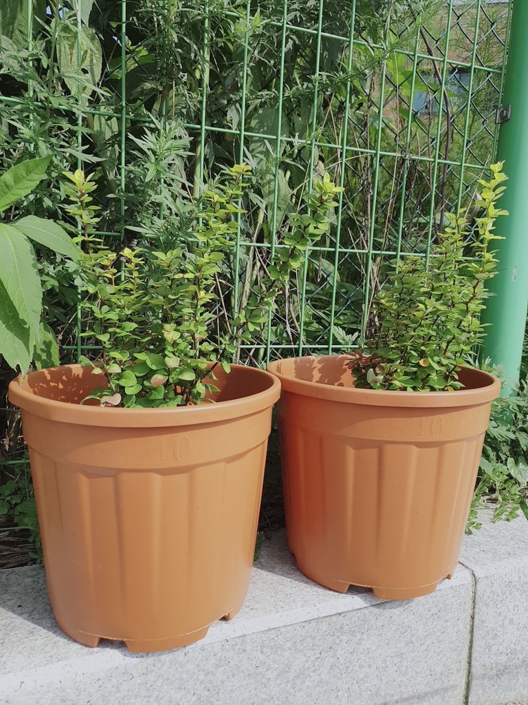 이태리 대형 중형 분갈이 플라스틱 화분 토분색