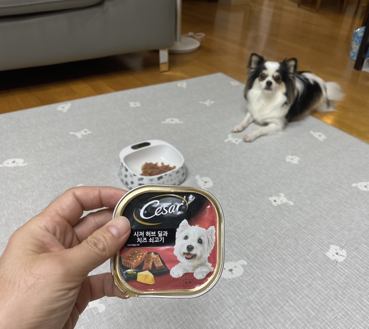 시저 반려견 주식캔 허브 딜과 치즈 쇠고기