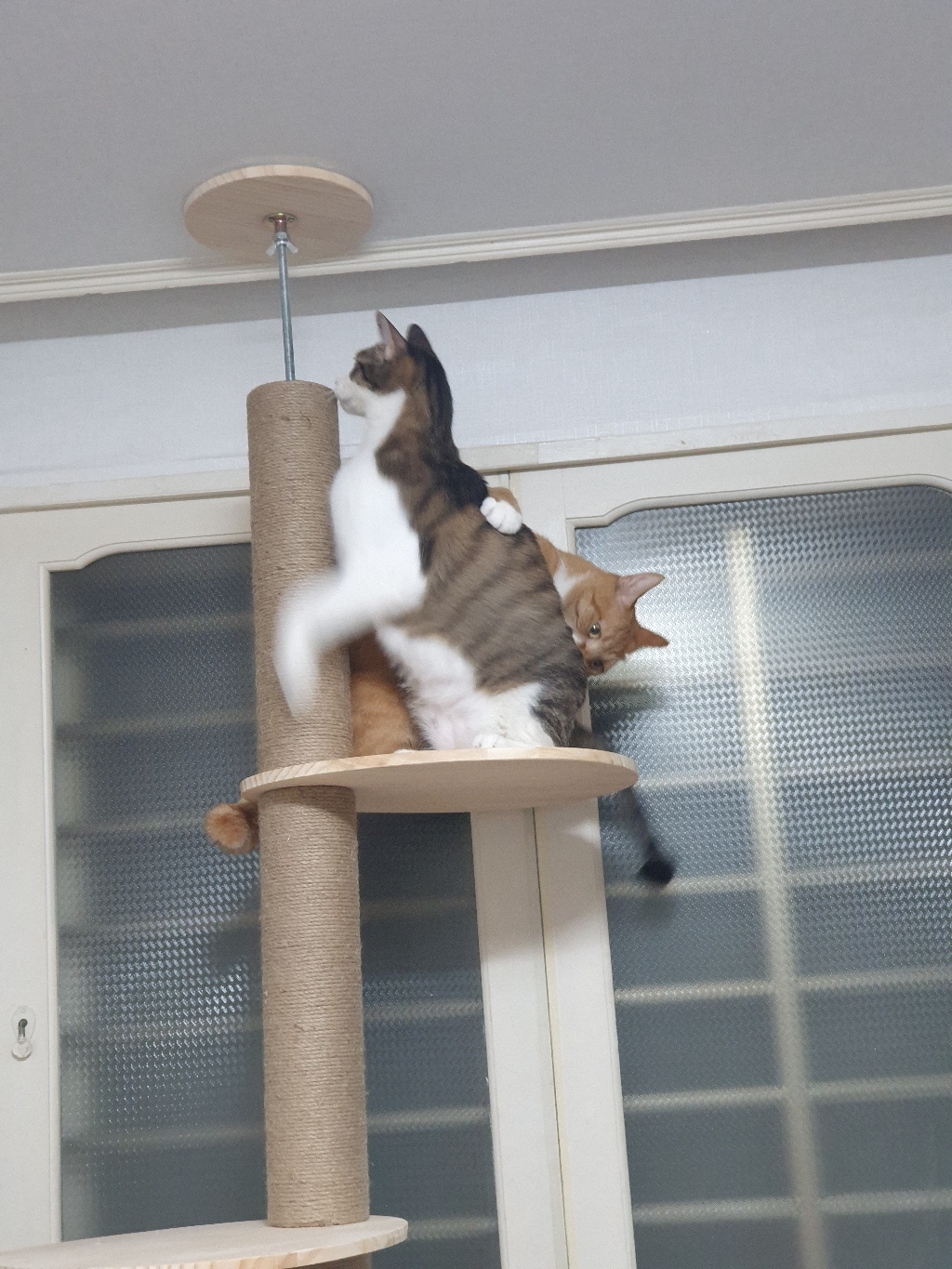 펫초이스 고양이 원목 캣타워 4단 캣폴