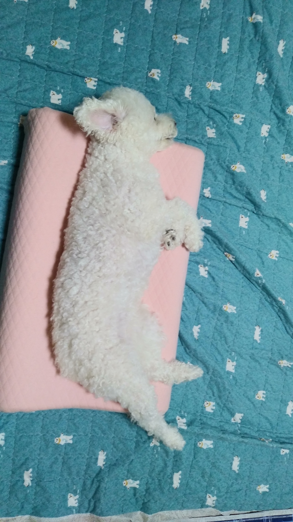 아카시아 프리미엄 라텍스 베개커버 굴곡형