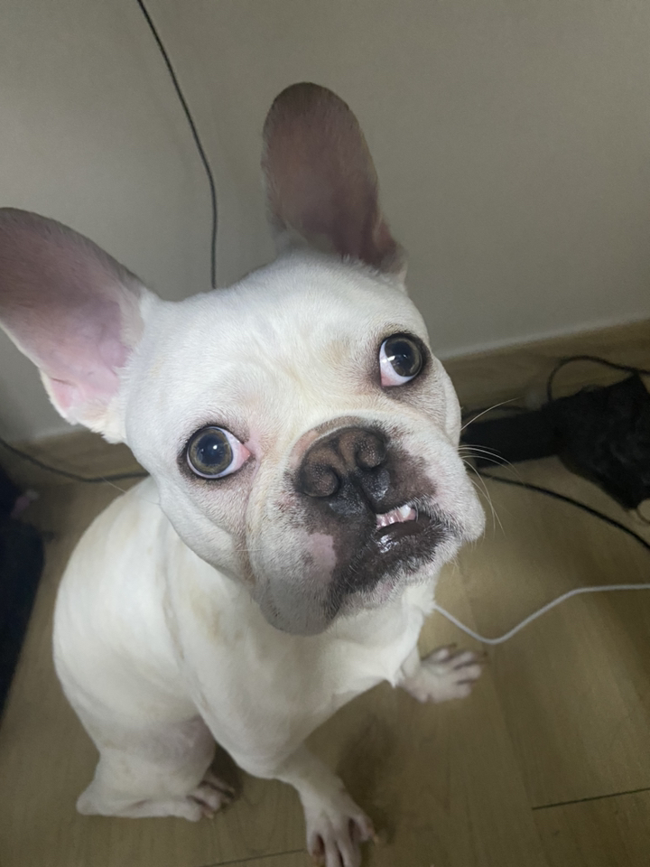 ANF 전연령 독 식스프리 그린 양고기 건식사료