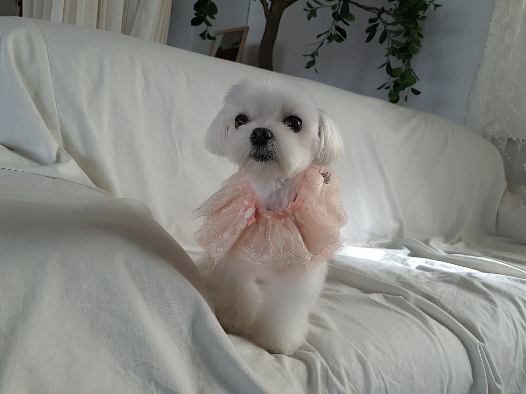 팝앤퍼피 강아지 오브제 케이프