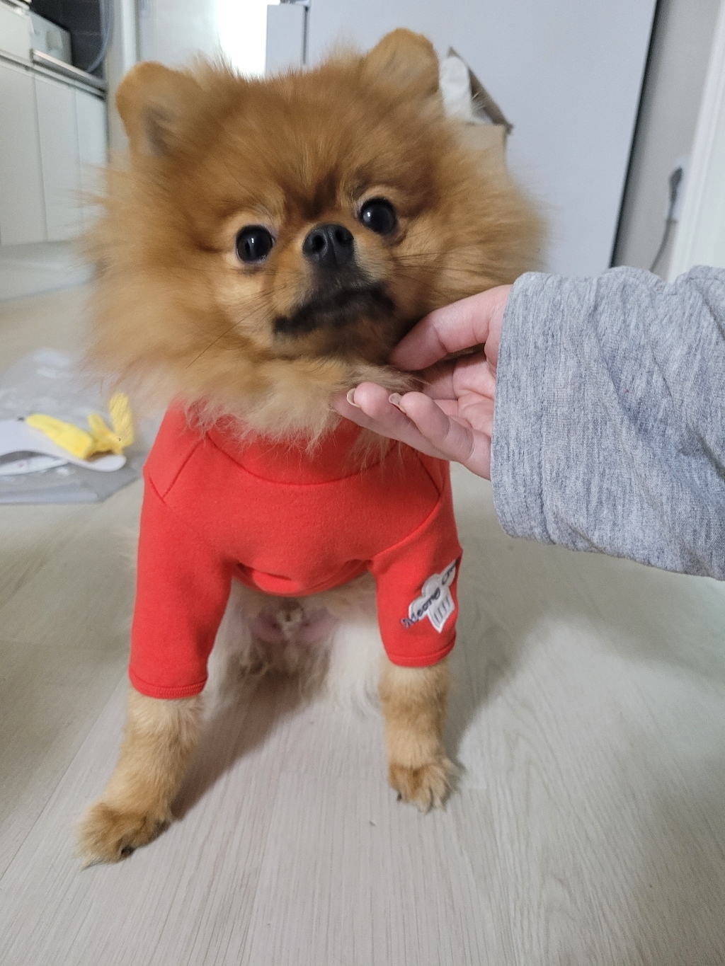 이츠독 멍셰프 티셔츠 강아지 의류