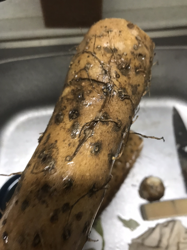 산마 장마 국내산 마 참마 리뷰후기