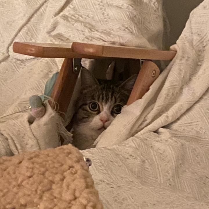너를위한디저트 고양이 캔디 닭 17