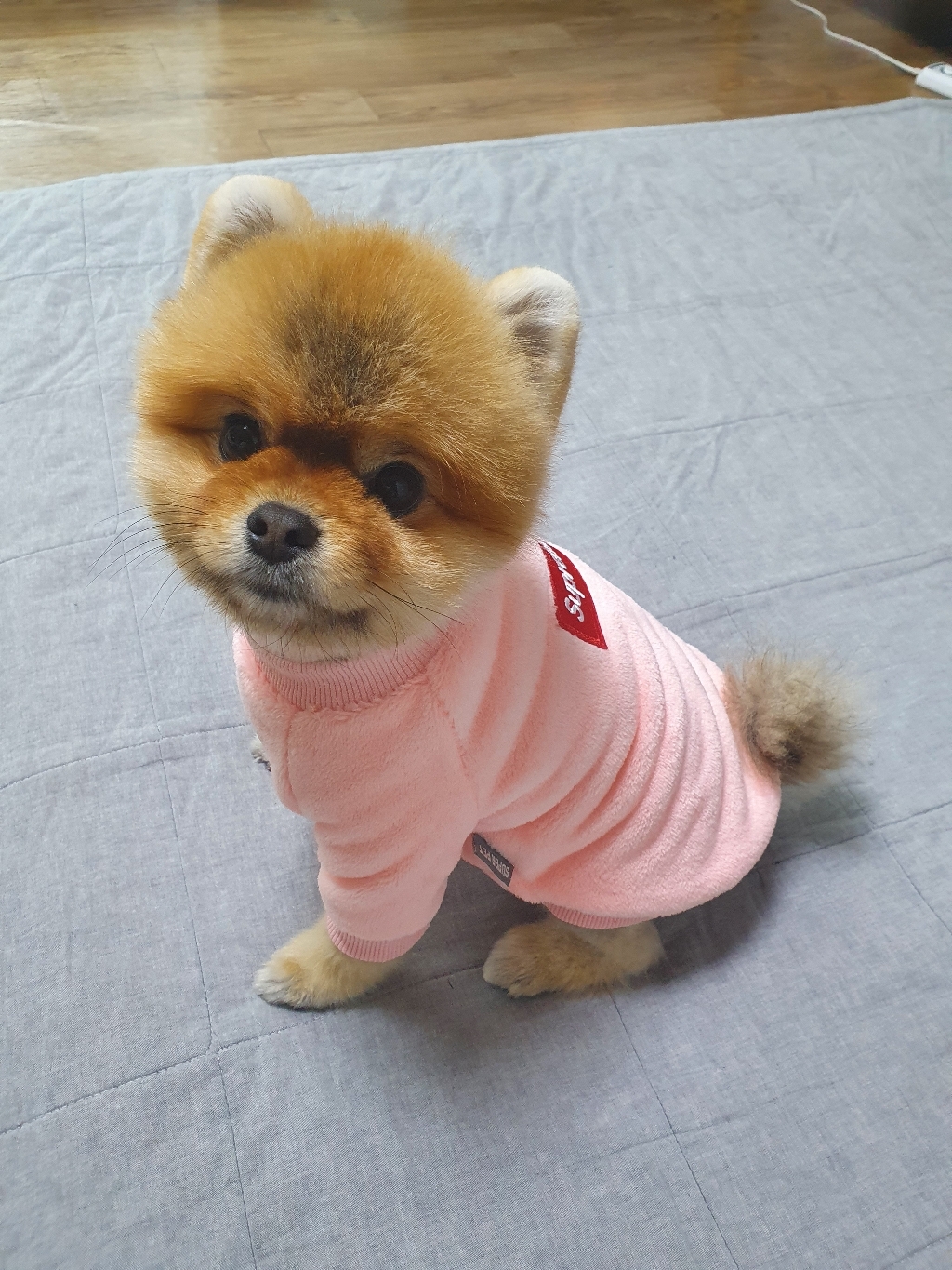 도그아이 슈프림 보아티 강아지 티셔츠