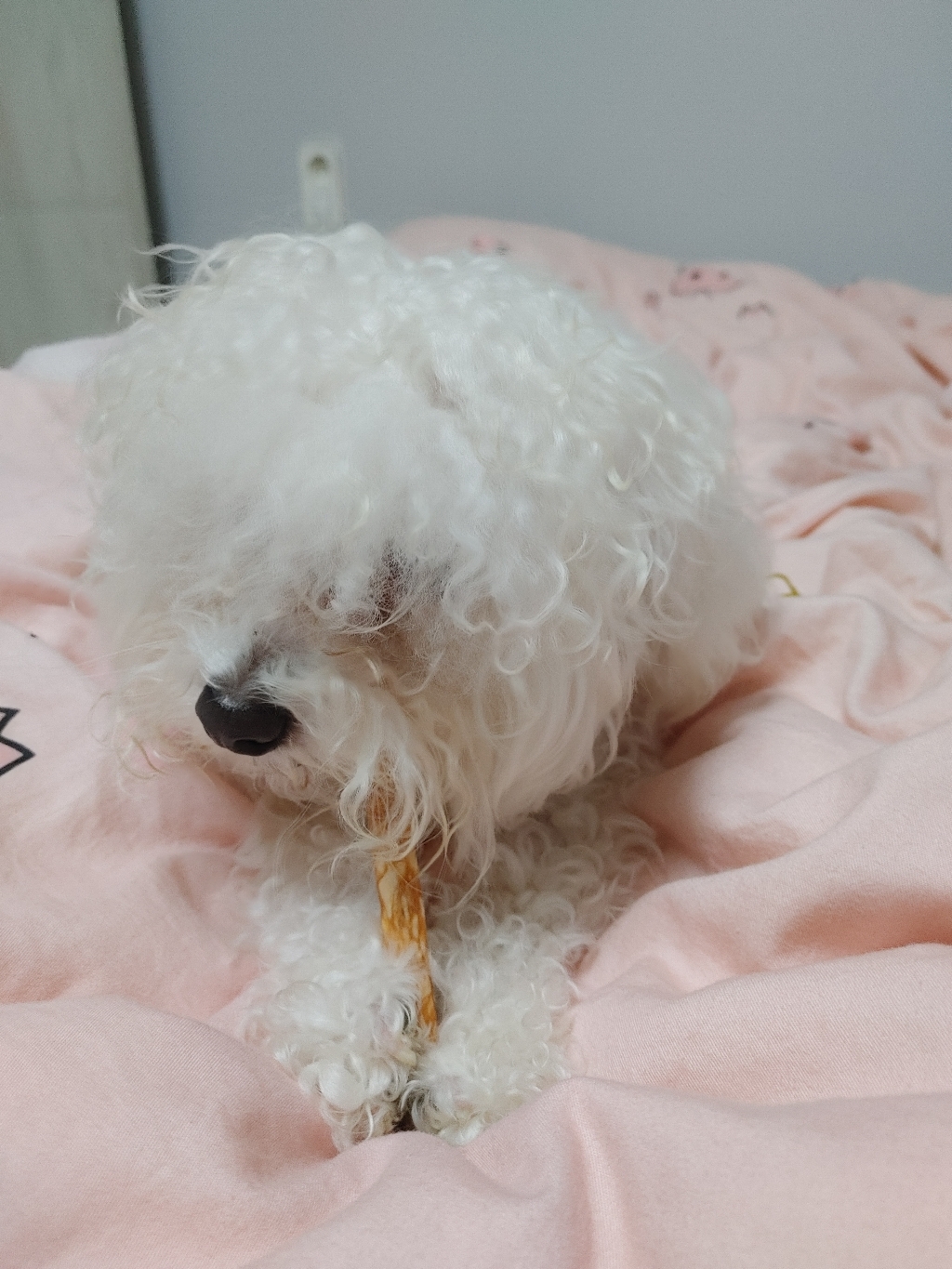 굿프랜드 네추럴 칼라먼치 강아지껌