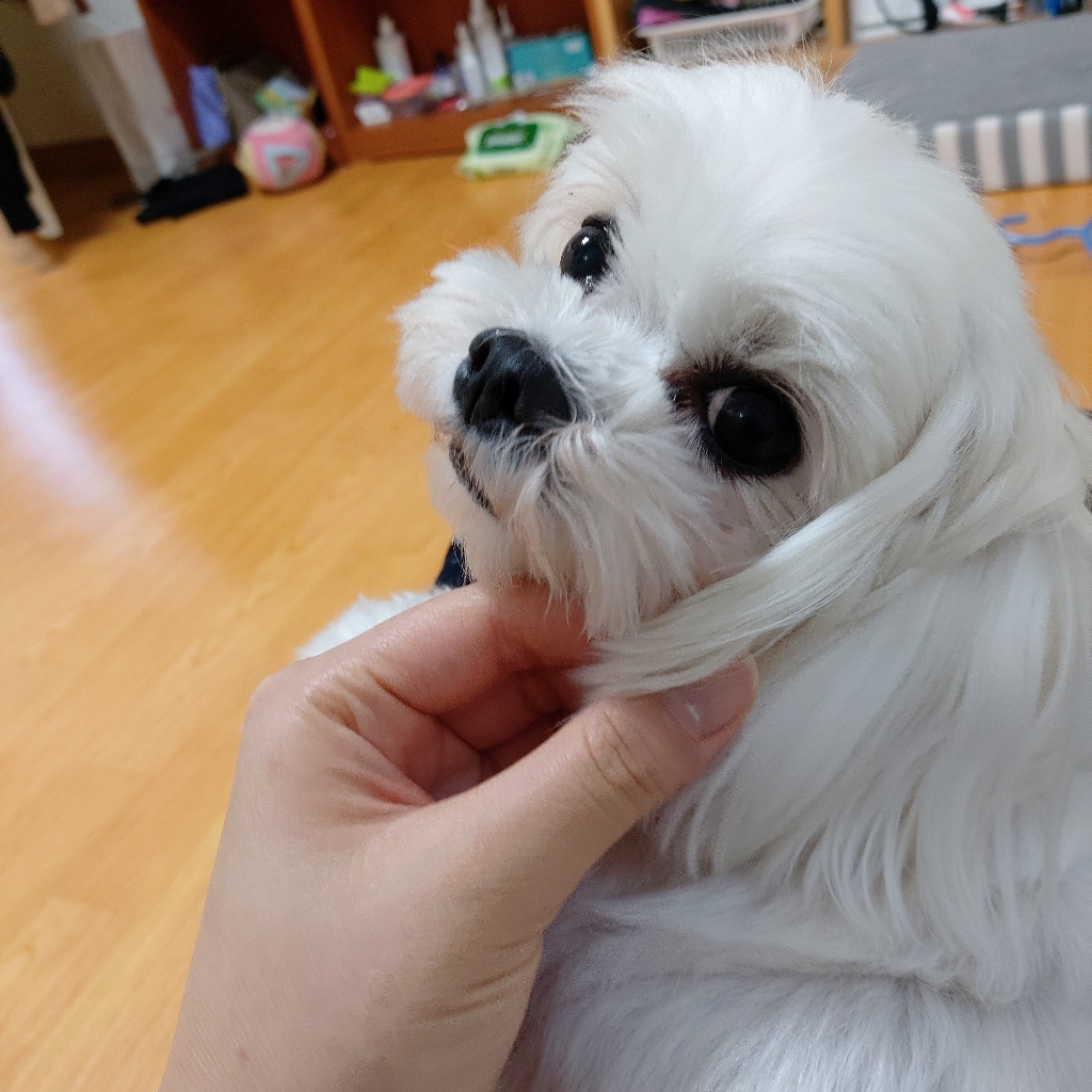 마이펫닥터 강아지간식 노하브레스 감기 기침흡기 영양제 거위소리