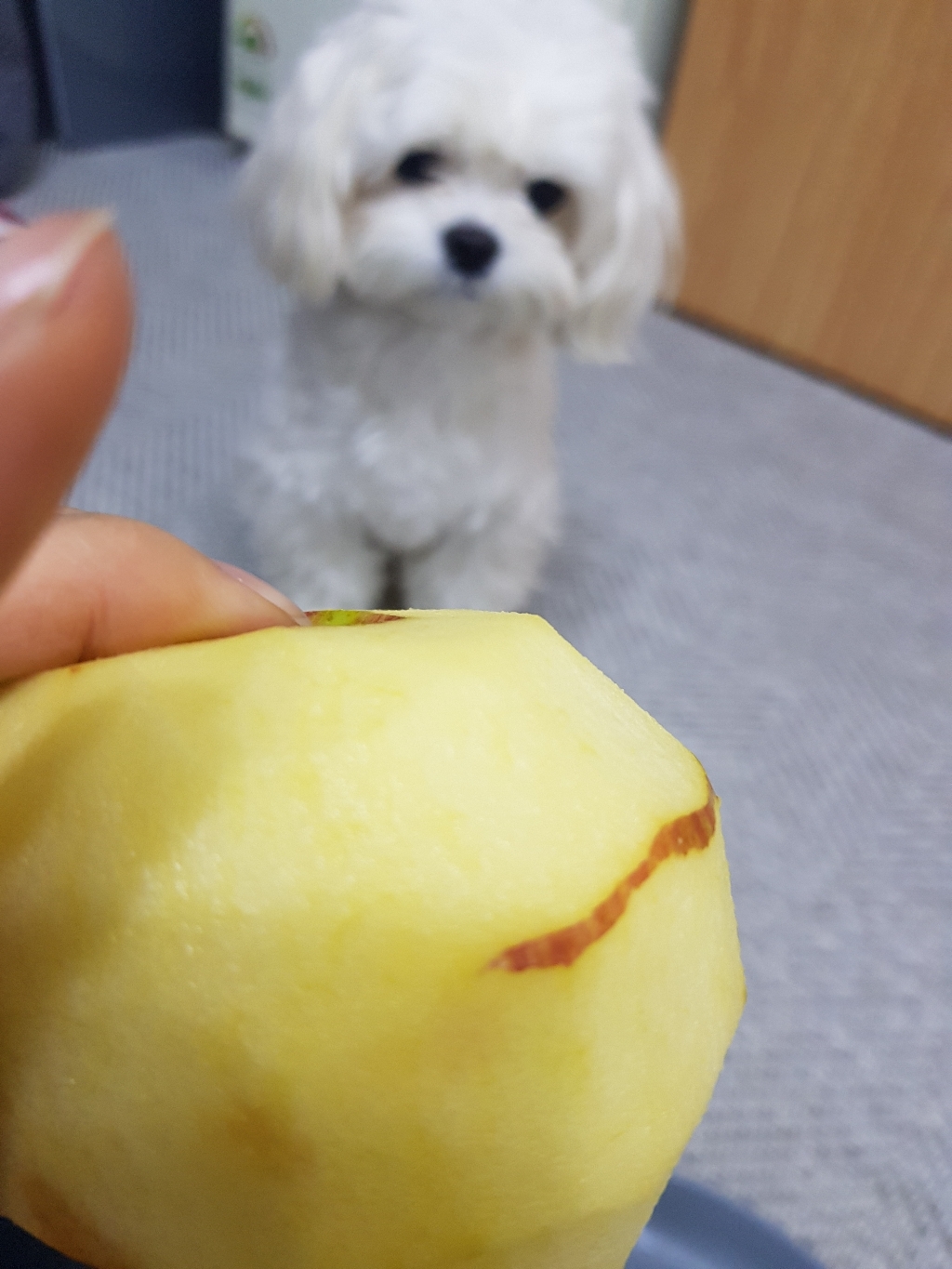 맘사과 2022년 햇 부사사과 경북 못난이 흠집 가정용 꿀 사과