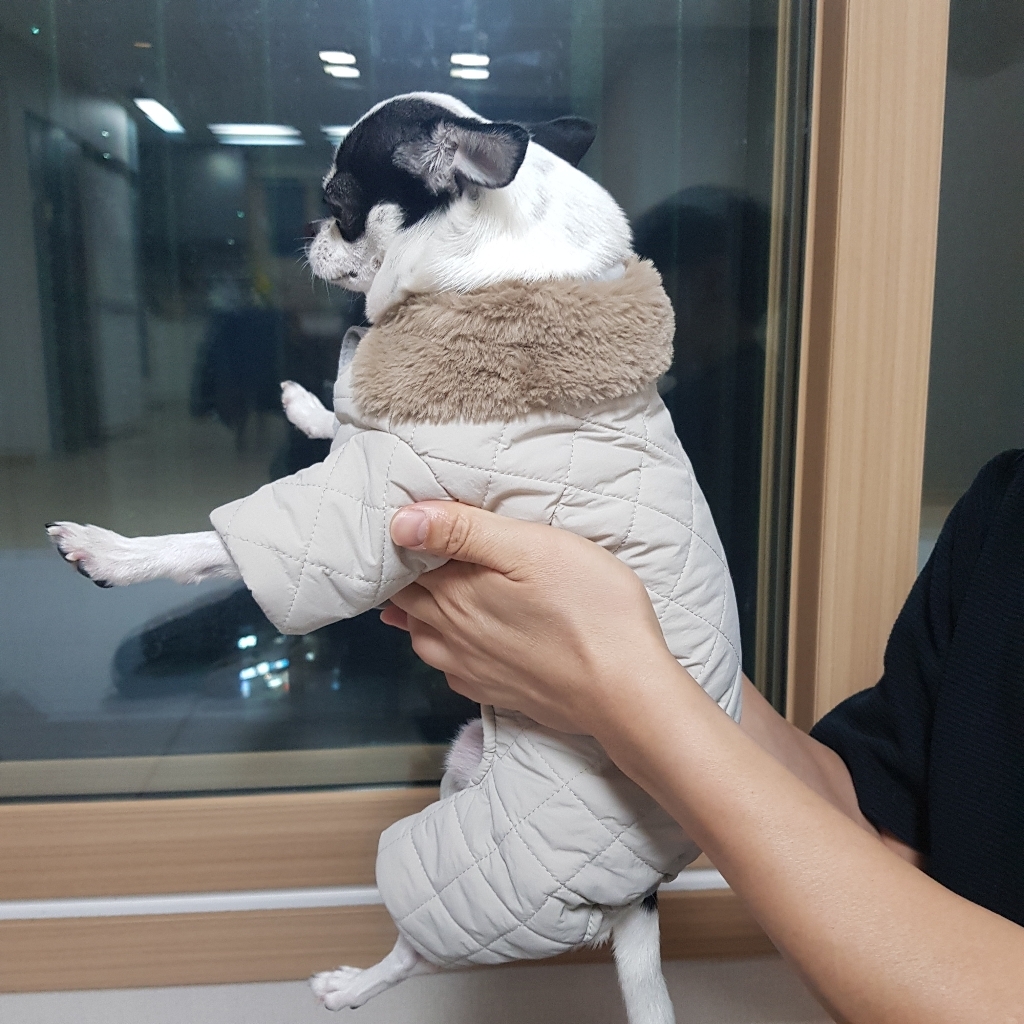 준성 애견 반려견 의류 겨울 옷 소형견 중형견 강아지 패딩 올인원 조끼
