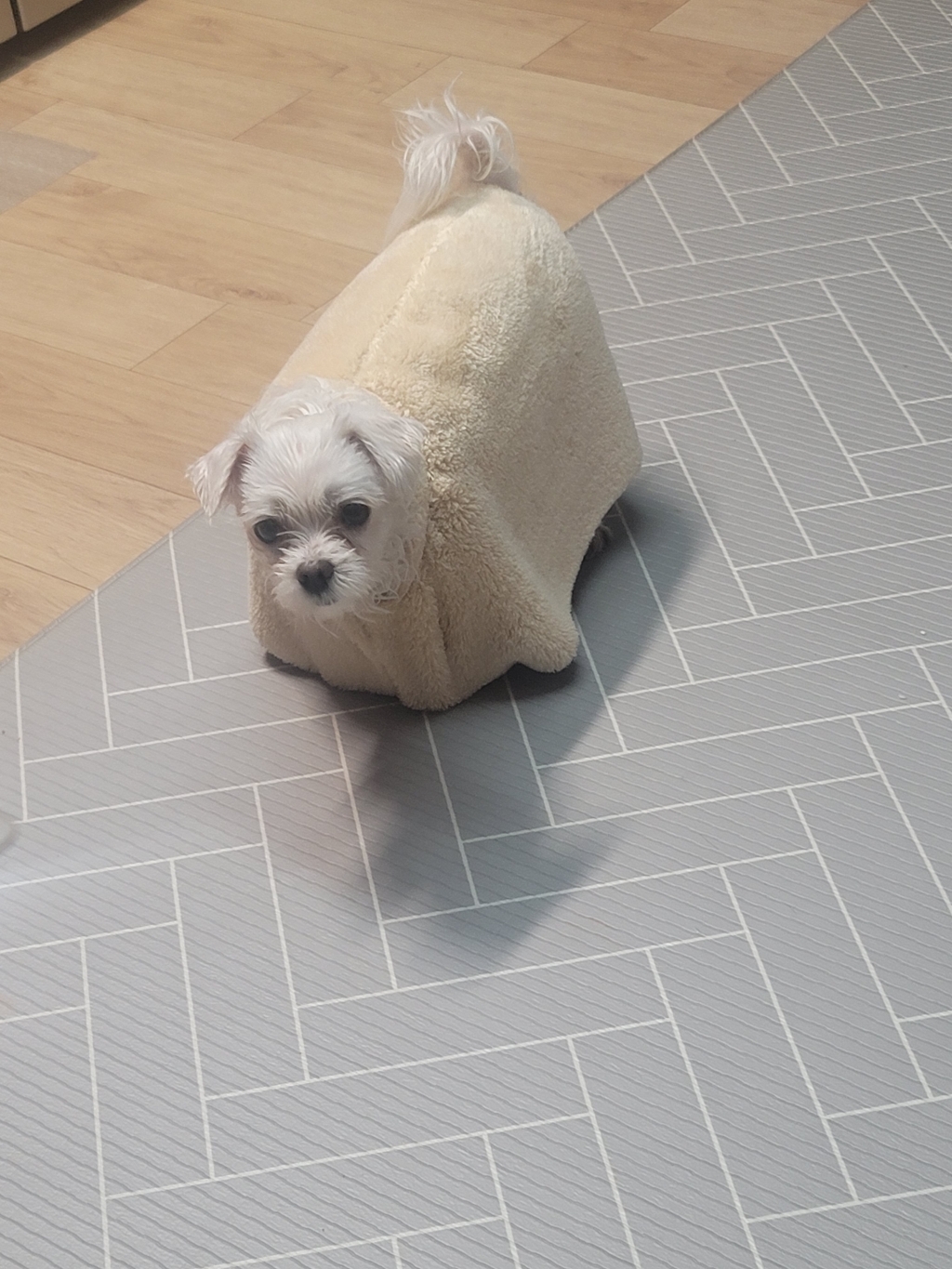 초코펫하우스 몬스터 펫가운