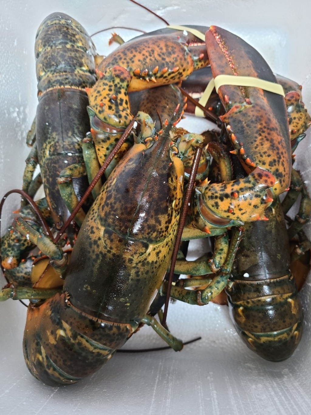 푸릇푸릇 활 랍스터 랍스타 바닷가재 버터구이 요리 용 obster 캐나다 자숙랍스터 랍스터테일 리뷰후기