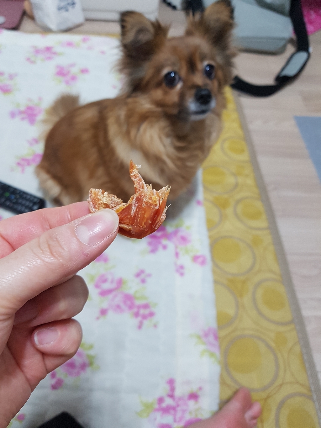 헥스 터키츄 반려견 힘줄 로프 간식 S