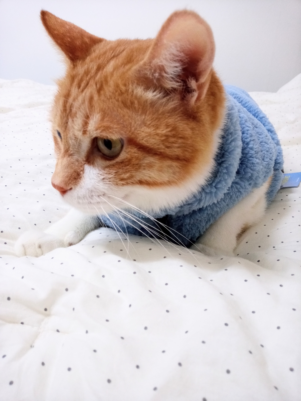 도그아이 애견 보아후리스