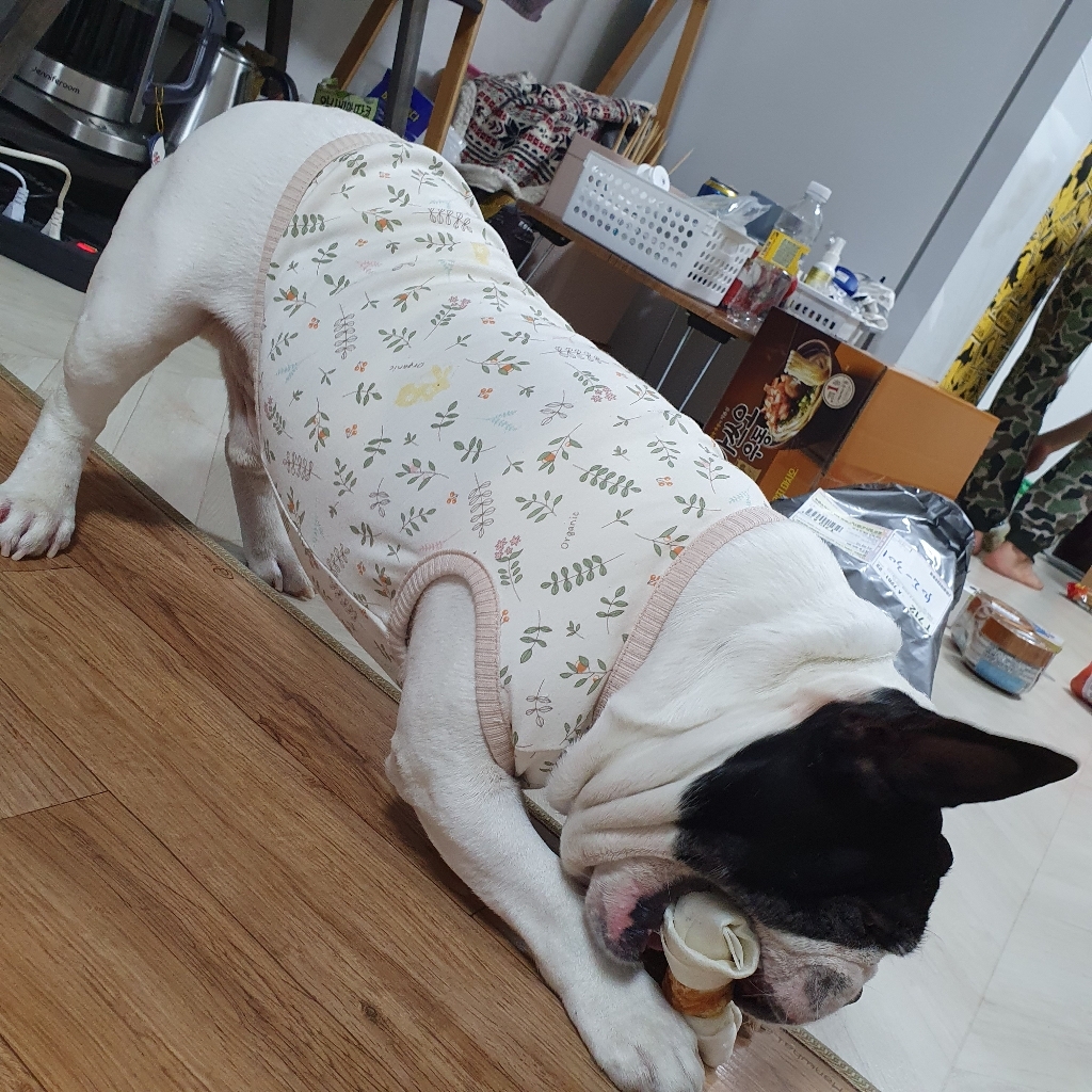 오가닉나시 오가닉실내복 애견의류 오가닉애견의류 오가닉강아지옷 리뷰후기