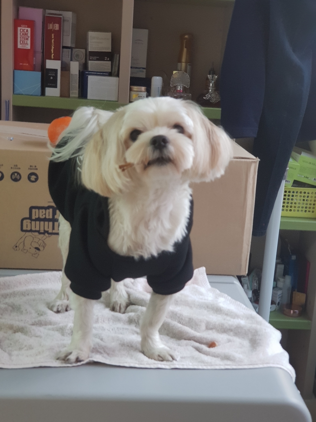 제제펫 포인트레터링 애견 후드 리뷰후기