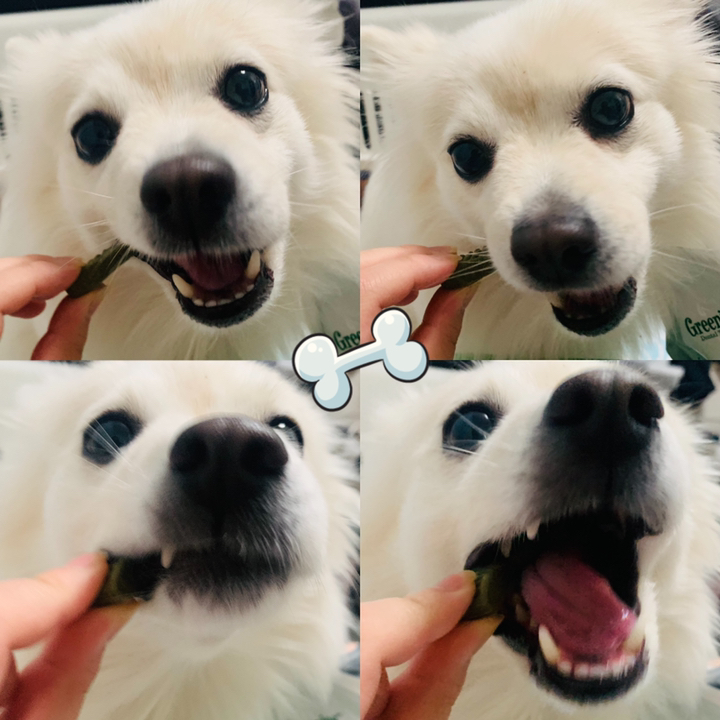 그리니즈 티니 덴탈껌 몬스터백 리뷰후기
