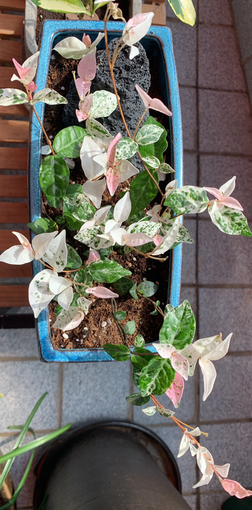 식물 공장 오색마삭 야생화 마삭줄 초설마삭 백화등 반려식물 인테리어식물 공기정화식물 29s