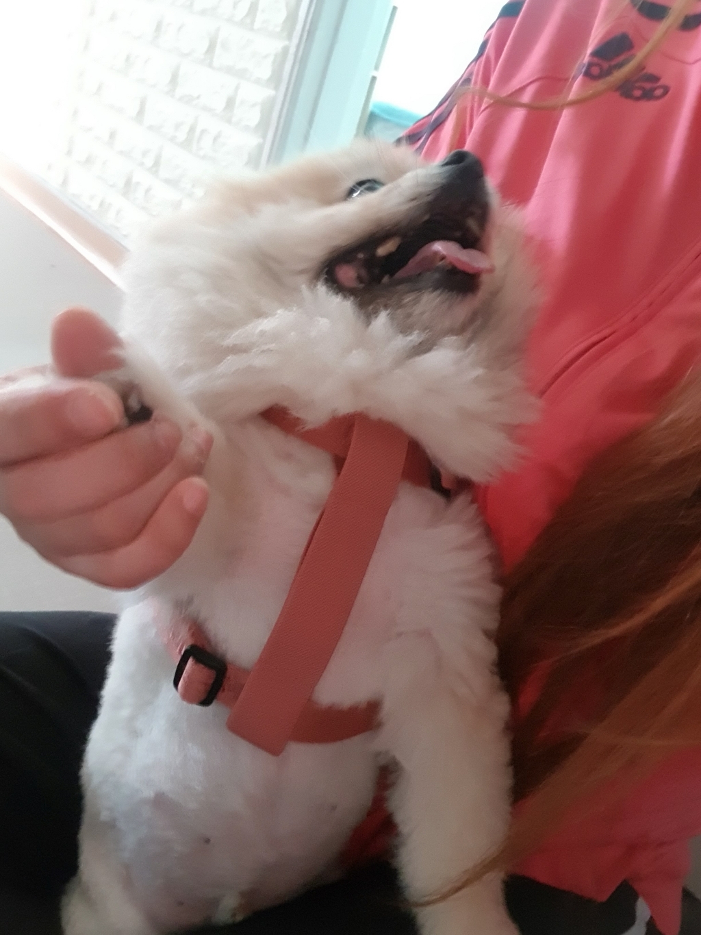 마이플러피 노터치 하네스 밴드 리뷰 후기