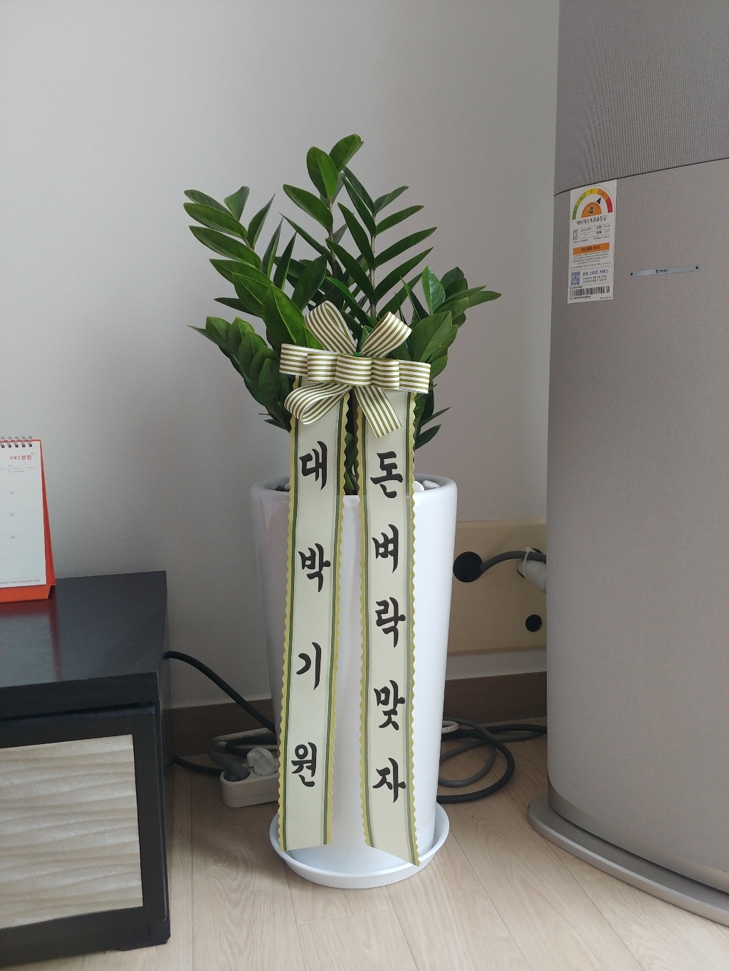 대박플라워 금전수 개업화분 집들이선물 실내인테리어 공기정화식물 관엽식물 리뷰후기