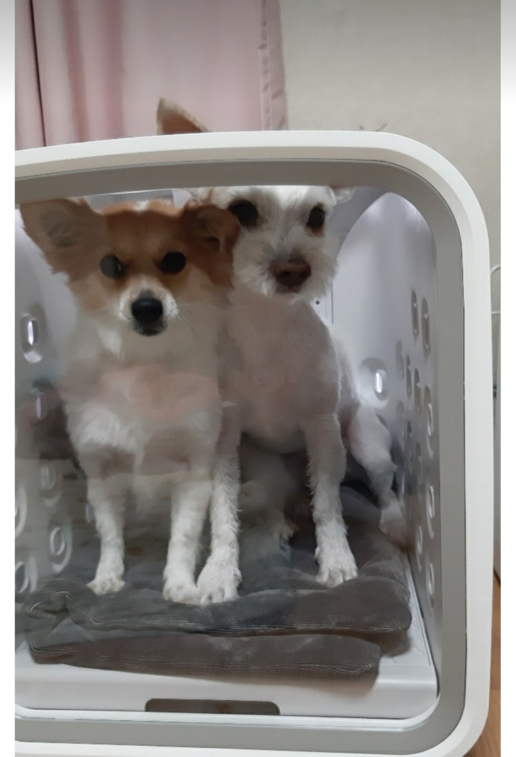 풀토래_신선냉장 닭안심 _국내산 리뷰후기