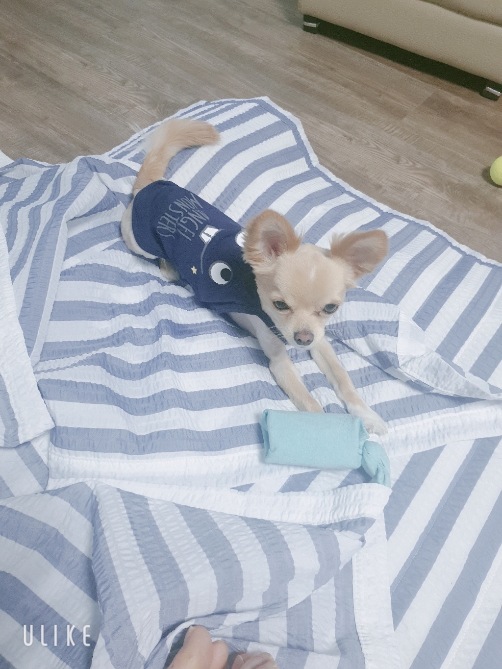 퍼피엔젤 엔젤몬스터 강아지 끈나시