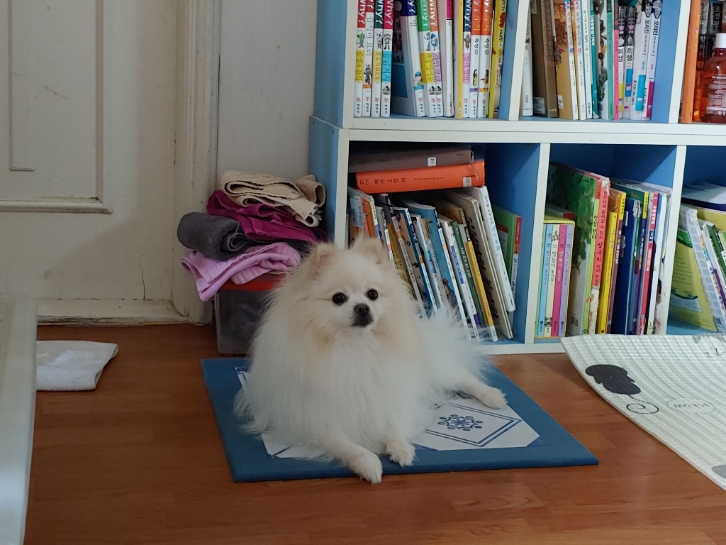 리노에코 대리석 강아지 쿨매트 산토리니