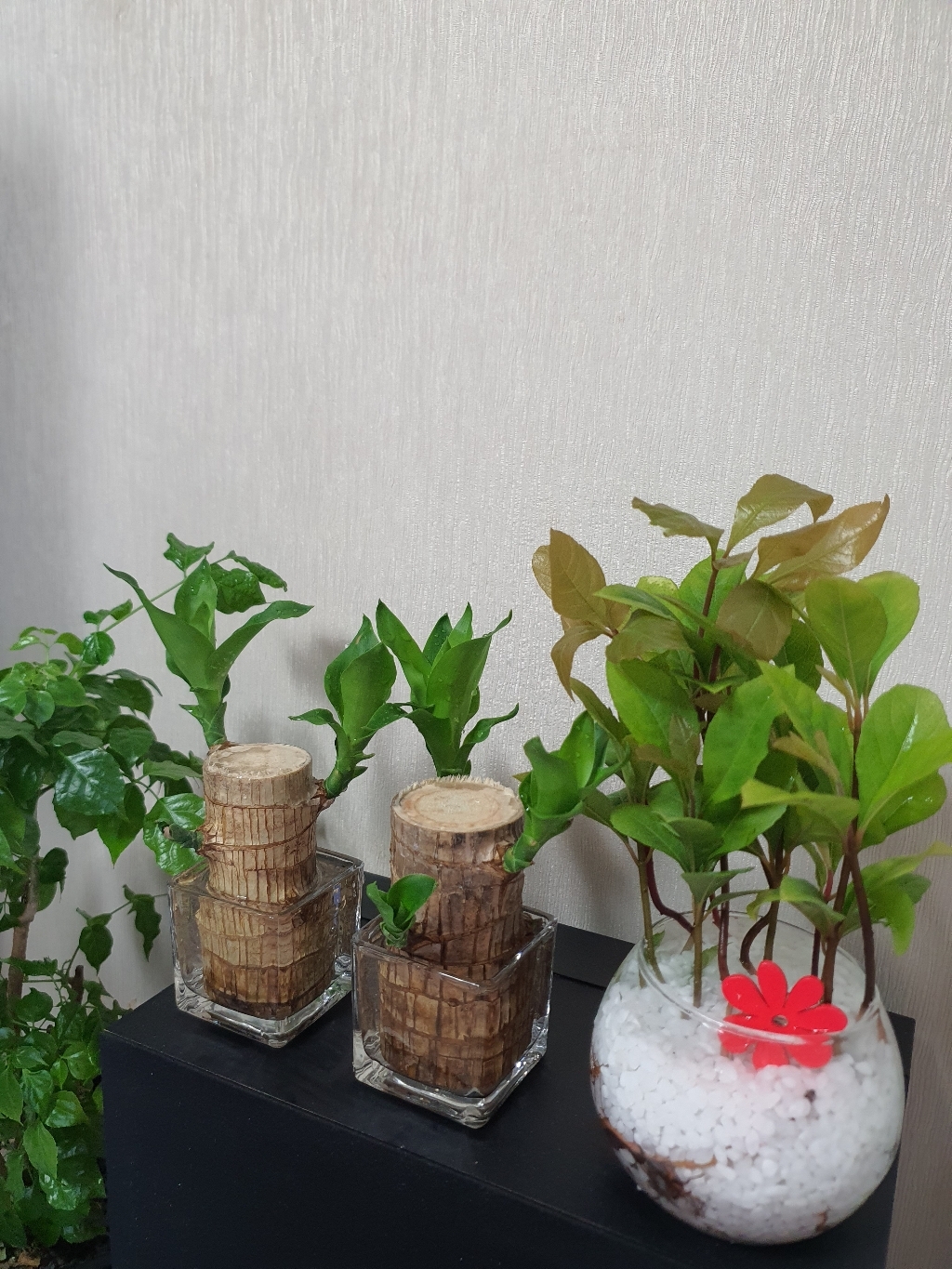 갑조네 국민 다육이 공기정화식물 다육식물 인테리어 키우기쉬운 식물 리뷰후기