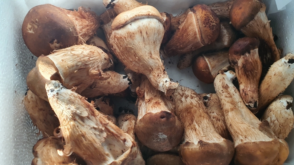 국내산 참송이버섯 버섯 1KG 중 리뷰후기