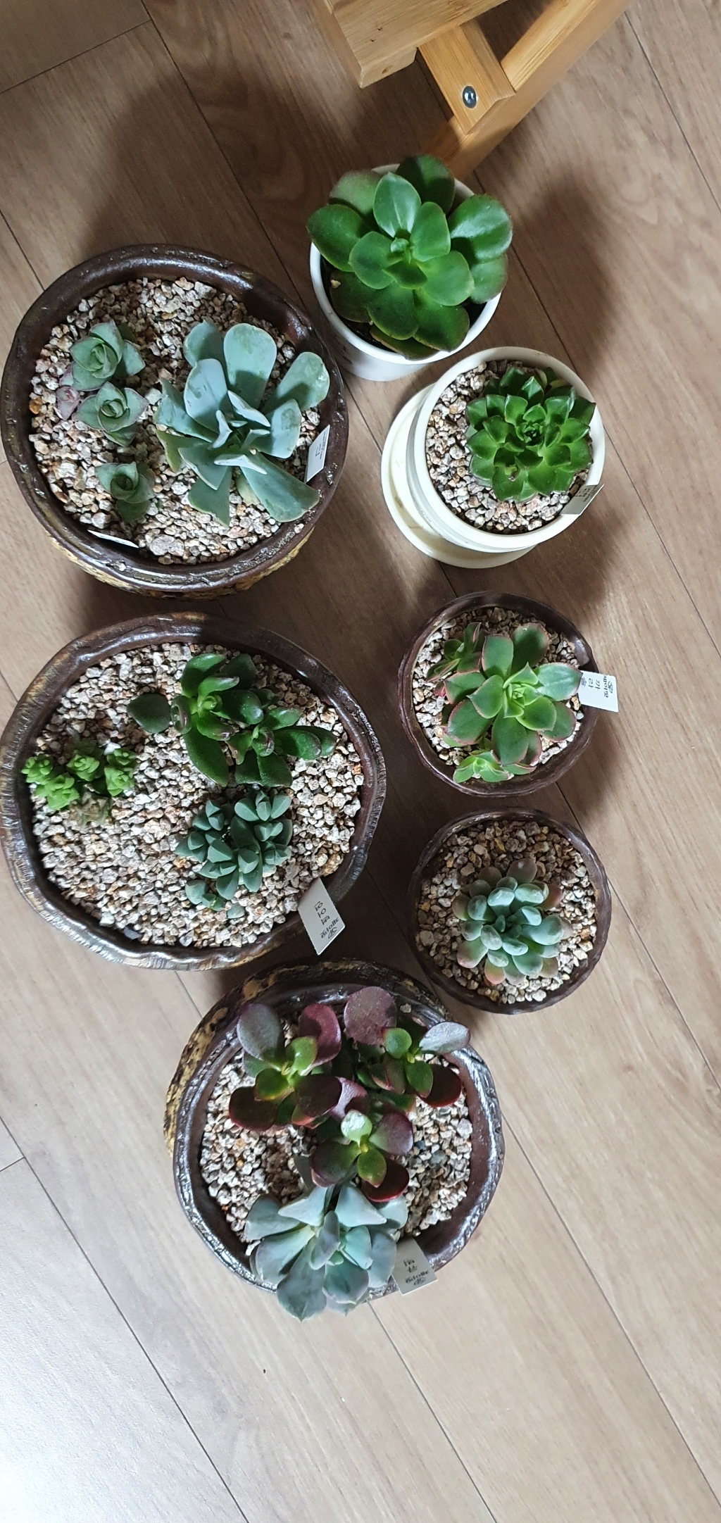 다육이야기 다육이 분갈이흙 초보자세트세트 리뷰 후기