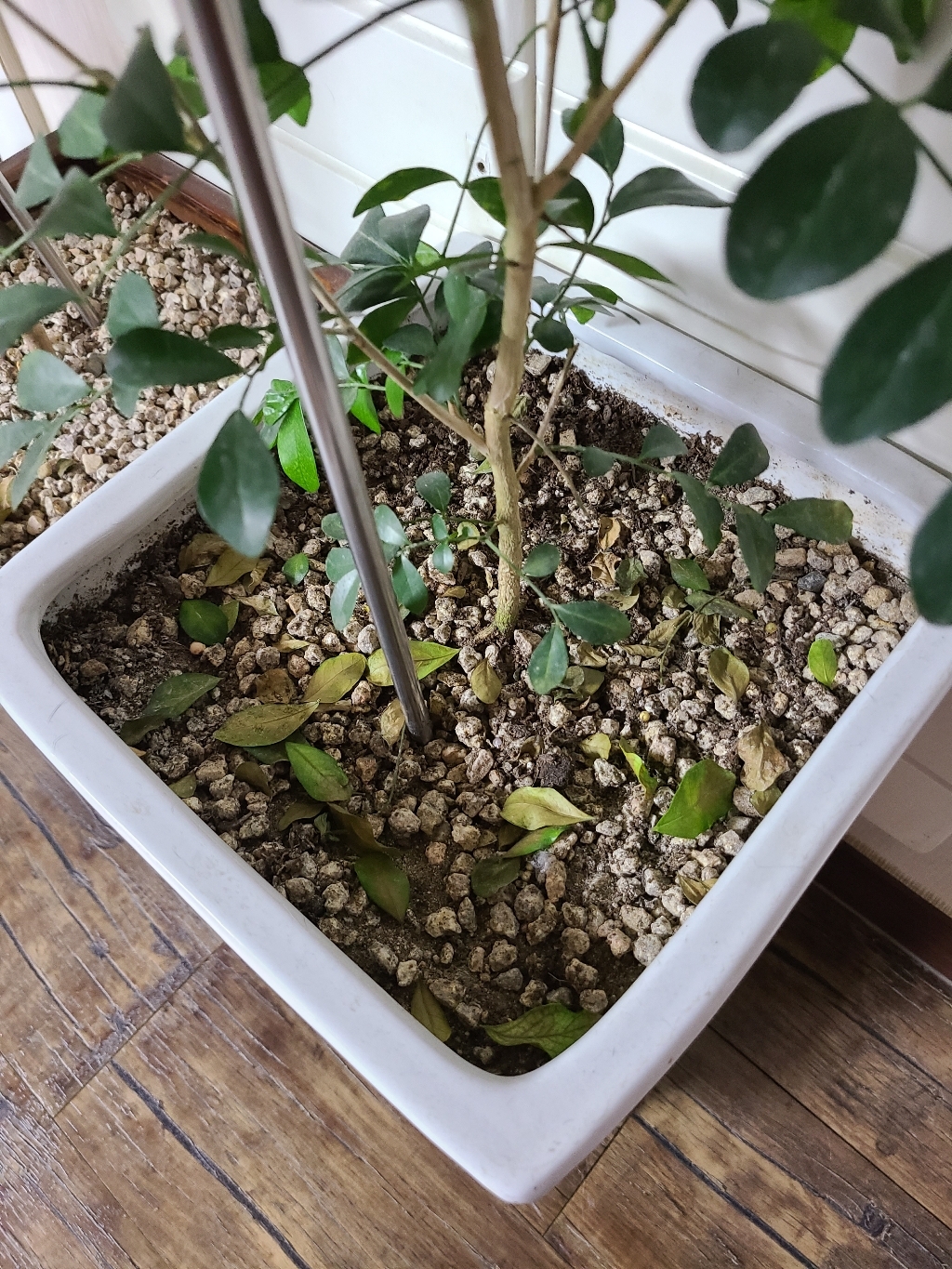 마이플랜트 세척마사토