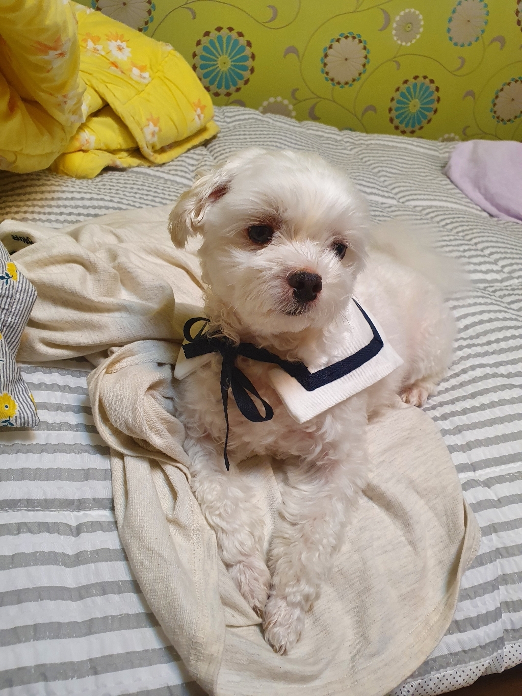바이담수미 강아지 마린 케이프 S