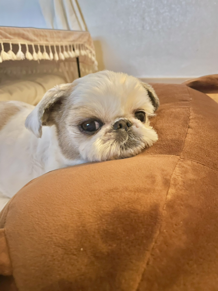 건강백서 전연령 생선 시츄 사료