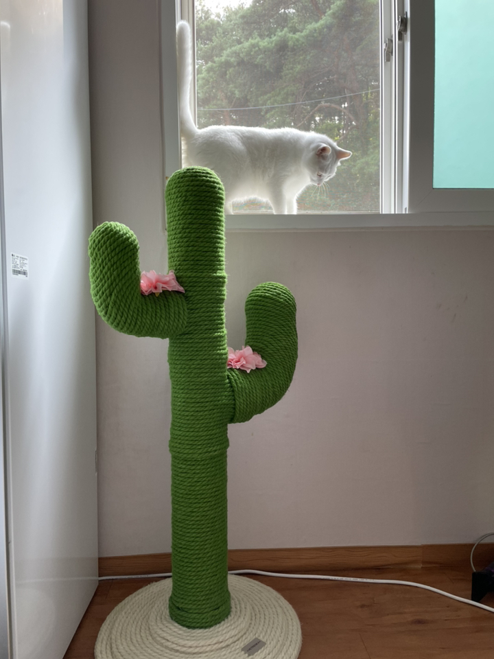 고양이 선인장 스크래쳐 캣타워 리뷰후기