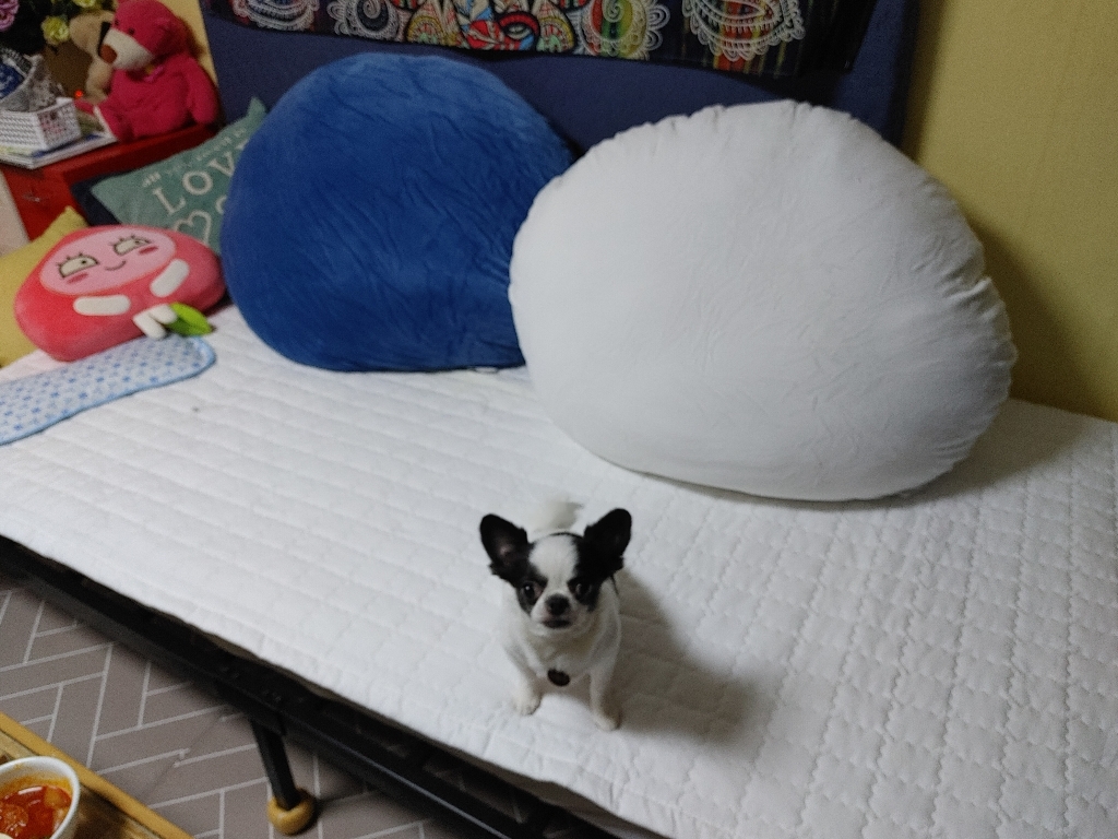 홈시나 찹쌀모찌 필로우 리뷰 후기
