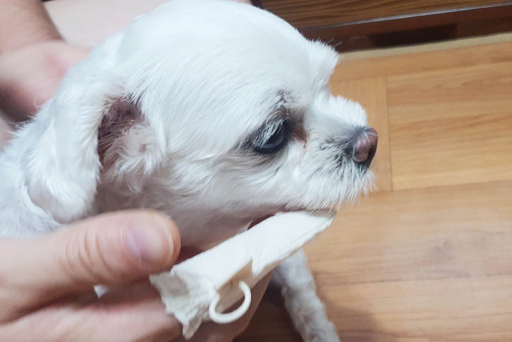 래핑찰리 코튼 강아지 손가락칫솔 STE2 리뷰 후기