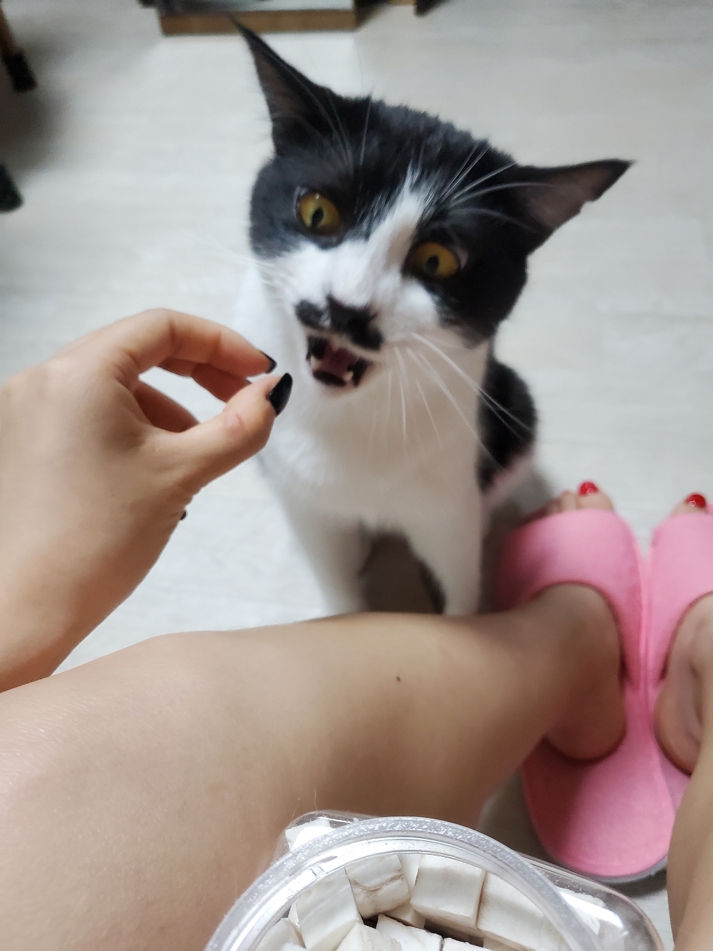 코코와나비 북어 명태트릿 / 강아지 고양이 동결건조 간식
